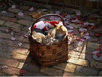 Steam Deck满月了 V社列出了这些天他们做了这些事儿